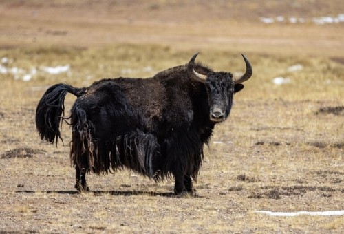 علماء: المغول القدماء دجنوا حيوان الياك منذ أكثر من 2.7 ألف سنة